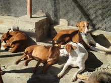 MUCKI, Hund, Mischlingshund in Ochsenfurt - Bild 14