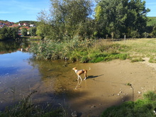 MUCKI, Hund, Mischlingshund in Ochsenfurt - Bild 29