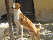MUCKI, Hund, Mischlingshund in Ochsenfurt - Bild 8