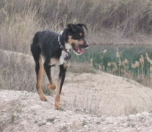 PATAS, Hund, Mischlingshund in Cottbus - Bild 2