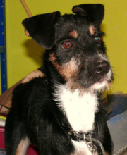 PATAS, Hund, Mischlingshund in Cottbus - Bild 3