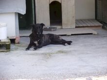 ROBERTA, Hund, Mischlingshund in Rieden - Bild 6