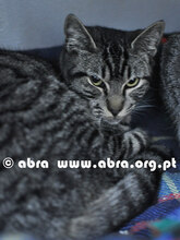 TUCKER, Katze, Europäisch Kurzhaar in Portugal - Bild 1