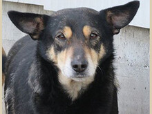 NERA, Hund, Mischlingshund in Rumänien - Bild 1