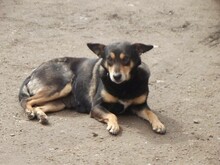NERA, Hund, Mischlingshund in Rumänien - Bild 10