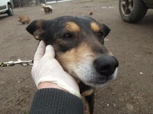 NERA, Hund, Mischlingshund in Rumänien - Bild 11