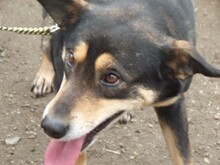 NERA, Hund, Mischlingshund in Rumänien - Bild 12