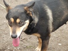 NERA, Hund, Mischlingshund in Rumänien - Bild 13