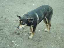 NERA, Hund, Mischlingshund in Rumänien - Bild 14