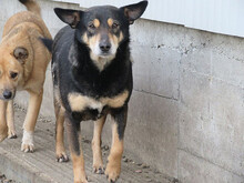NERA, Hund, Mischlingshund in Rumänien - Bild 2