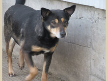 NERA, Hund, Mischlingshund in Rumänien - Bild 3