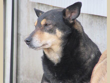 NERA, Hund, Mischlingshund in Rumänien - Bild 4
