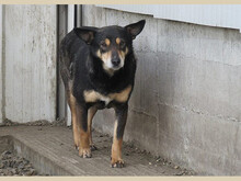NERA, Hund, Mischlingshund in Rumänien - Bild 5