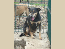 NERA, Hund, Mischlingshund in Rumänien - Bild 7