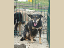 NERA, Hund, Mischlingshund in Rumänien - Bild 8