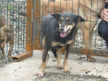 NERA, Hund, Mischlingshund in Rumänien - Bild 9