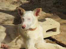 TALLI, Hund, Mischlingshund in Spanien - Bild 4