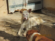 TALLI, Hund, Mischlingshund in Spanien - Bild 5
