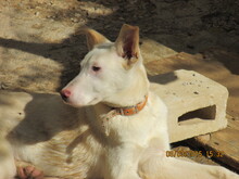 TALLI, Hund, Mischlingshund in Spanien - Bild 6