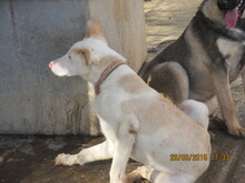 TALLI, Hund, Mischlingshund in Spanien - Bild 9