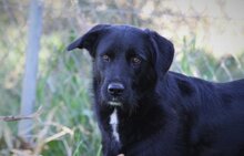 THILA, Hund, Mischlingshund in Oelde - Bild 1
