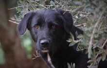 THILA, Hund, Mischlingshund in Oelde - Bild 4