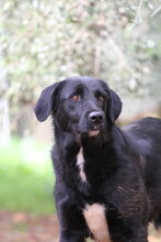 THILA, Hund, Mischlingshund in Oelde - Bild 5