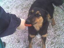 POLINA, Hund, Mischlingshund in Griechenland - Bild 1