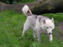 JACKY, Hund, Siberian Husky in Karlum - Bild 11