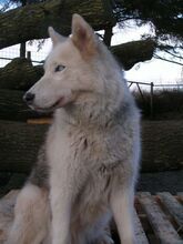 JACKY, Hund, Siberian Husky in Karlum - Bild 2