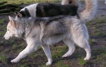 JACKY, Hund, Siberian Husky in Karlum - Bild 4