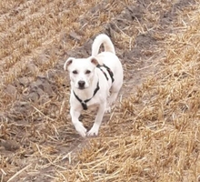 WHITEY, Hund, Mischlingshund in Horstmar - Bild 12