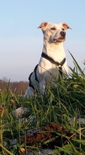 WHITEY, Hund, Mischlingshund in Horstmar - Bild 13