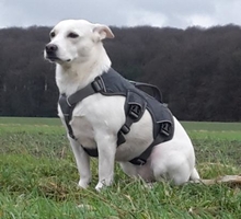 WHITEY, Hund, Mischlingshund in Horstmar - Bild 14