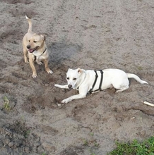 WHITEY, Hund, Mischlingshund in Horstmar - Bild 15