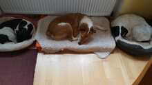 AGUERO, Hund, Mischlingshund in Ochsenfurt - Bild 10