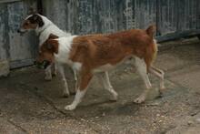AGUERO, Hund, Mischlingshund in Ochsenfurt - Bild 2