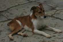AGUERO, Hund, Mischlingshund in Ochsenfurt - Bild 4