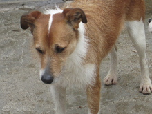 AGUERO, Hund, Mischlingshund in Ochsenfurt - Bild 5