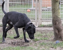 FILOU, Hund, Mischlingshund in Felsberg-Beuern - Bild 11
