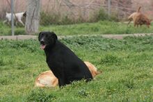 PILLO, Hund, Mischlingshund in Spanien - Bild 10
