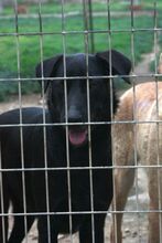 PILLO, Hund, Mischlingshund in Spanien - Bild 11