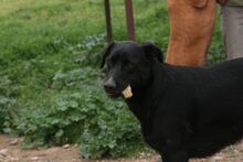 PILLO, Hund, Mischlingshund in Spanien - Bild 3