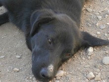 PILLO, Hund, Mischlingshund in Spanien - Bild 4