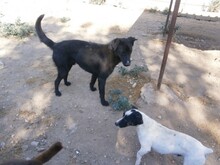 PILLO, Hund, Mischlingshund in Spanien - Bild 5