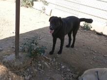 PILLO, Hund, Mischlingshund in Spanien - Bild 6