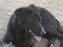 PILLO, Hund, Mischlingshund in Spanien - Bild 8