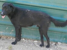 PILLO, Hund, Mischlingshund in Spanien - Bild 9