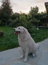 SHAREE, Hund, Maremmano in Seehausen - Bild 18