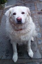 SHAREE, Hund, Maremmano in Seehausen - Bild 20